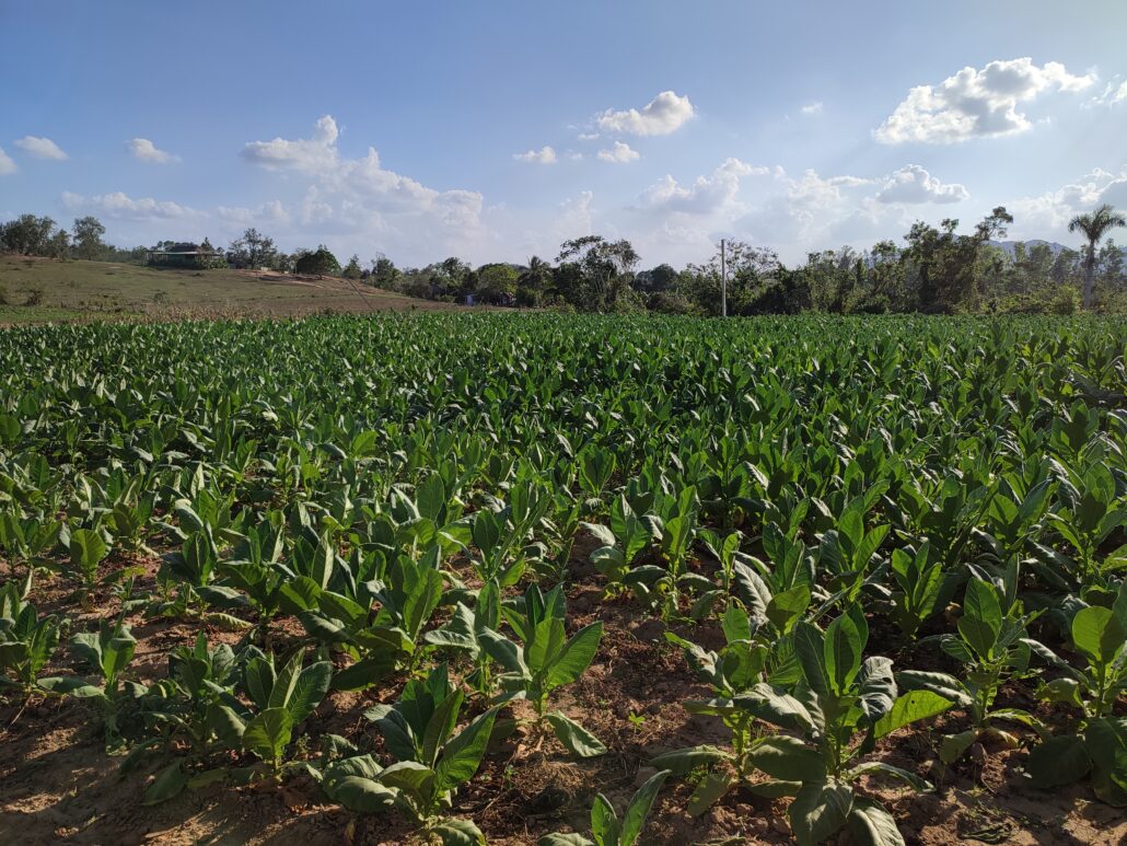 cuba-tabacco