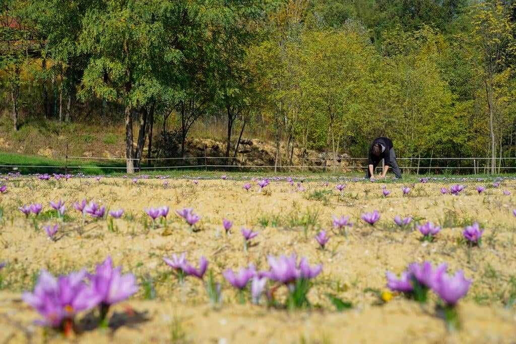 lo-zafferano-dalle-sabbie-del-mare-