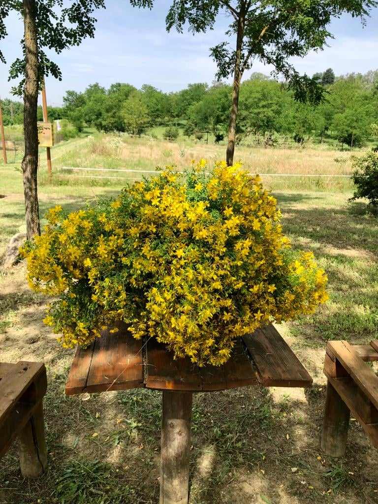 lo-zafferano-dalle-sabbie-del-mare-