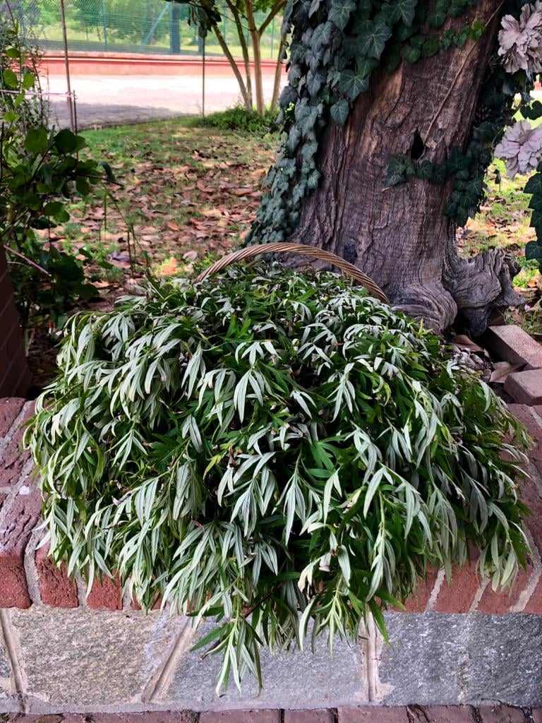 lo-zafferano-dalle-sabbie-del-mare-