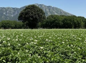 patate coppola dalla filiera certificata