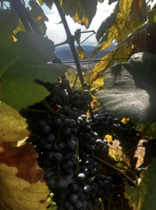 Alle Cantine Federiciane parte la vendemmia 2026 su Vigna Cigliano, vigneto eroico dei Campi Flegrei con Aglianico, Piedirosso e Marsigliese.