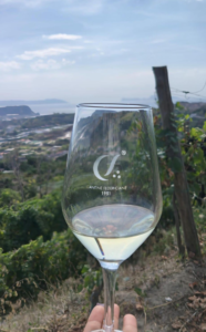 Alle Cantine Federiciane parte la vendemmia 2026 su Vigna Cigliano, vigneto eroico dei Campi Flegrei con Aglianico, Piedirosso e Marsigliese.